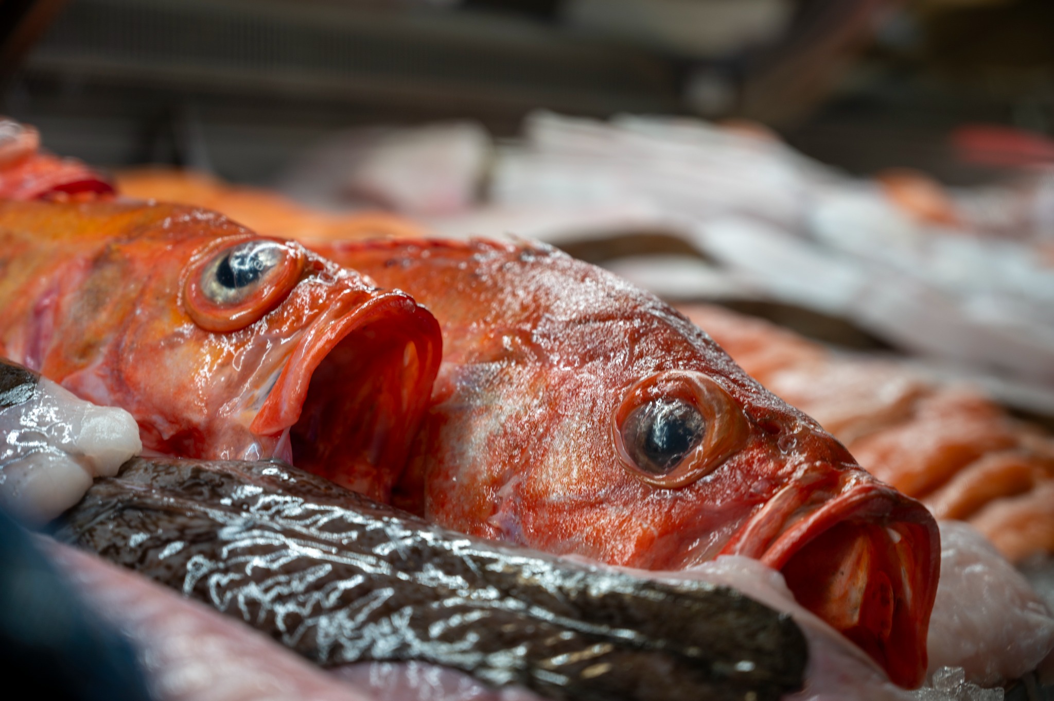 Fersk fisk i disken hos Fiskehallen
