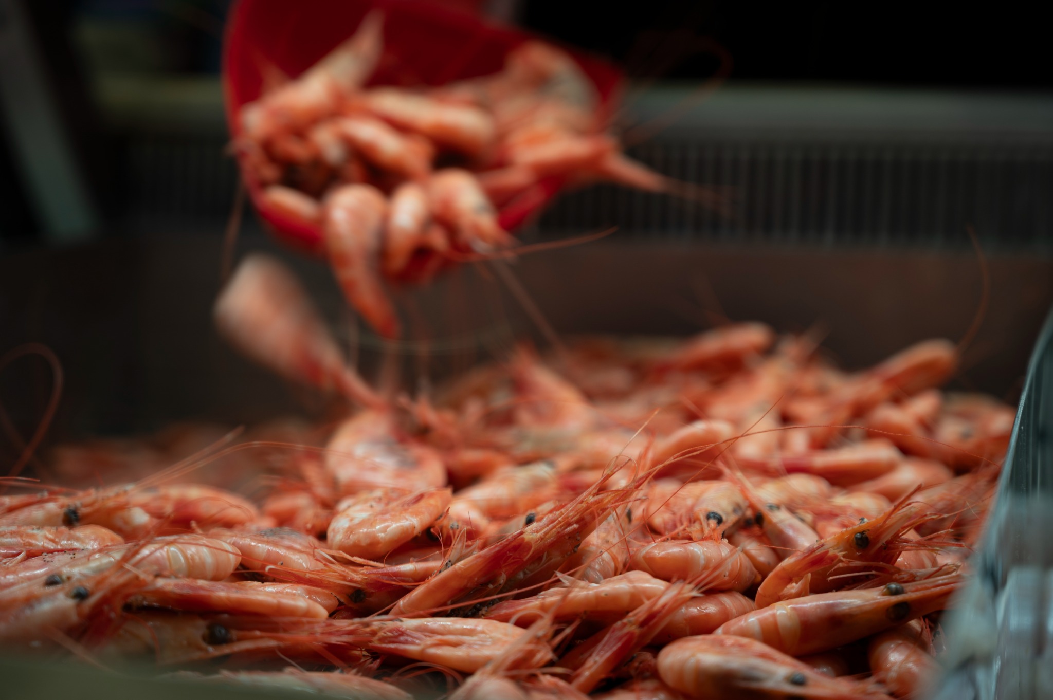 Ferske reker hos Fiskekroken